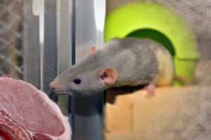 Чи можна годувати декоративну щуру з м'ясом? Чи можна годувати декоративну щуру з м'ясом?